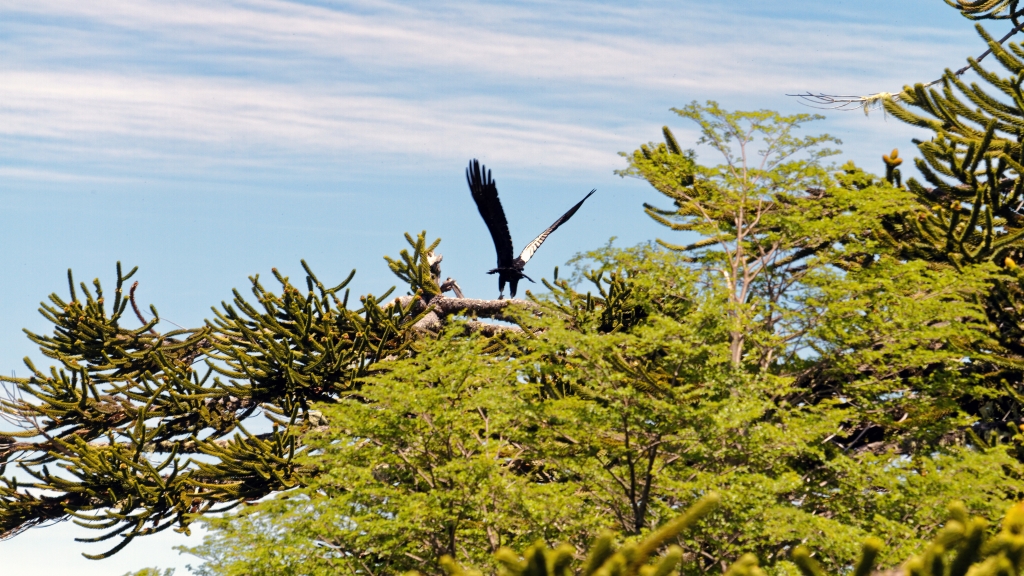 09 - Conguillio NP (5) - Sendero Sierra Nevada.jpg